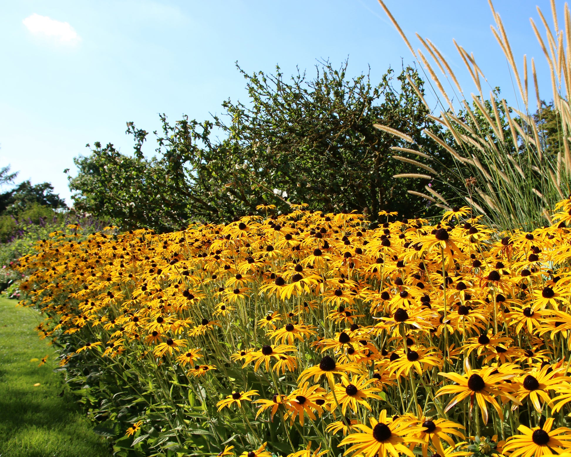 Rudbeckia fulgida 'Goldsturm' bare roots | Buy 'Black Eyed Susan ...