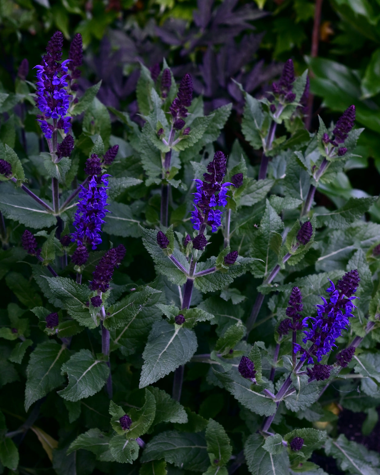 Salvia nemorosa Bazuin® 'Dark Night' var. 'Sabadate' bare roots — Buy