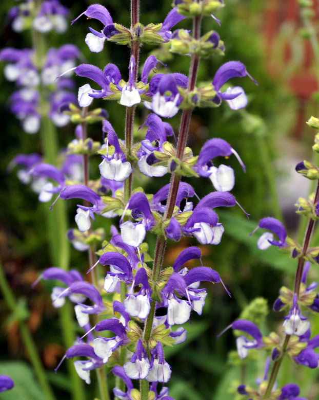 Salvia 'Madeline'