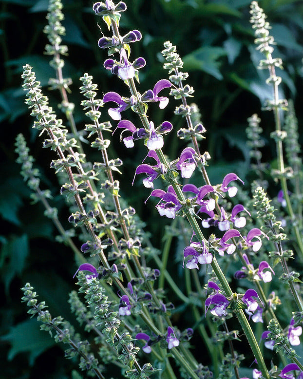 Salvia 'Madeline'