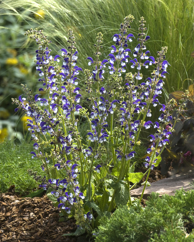 Salvia 'Madeline'