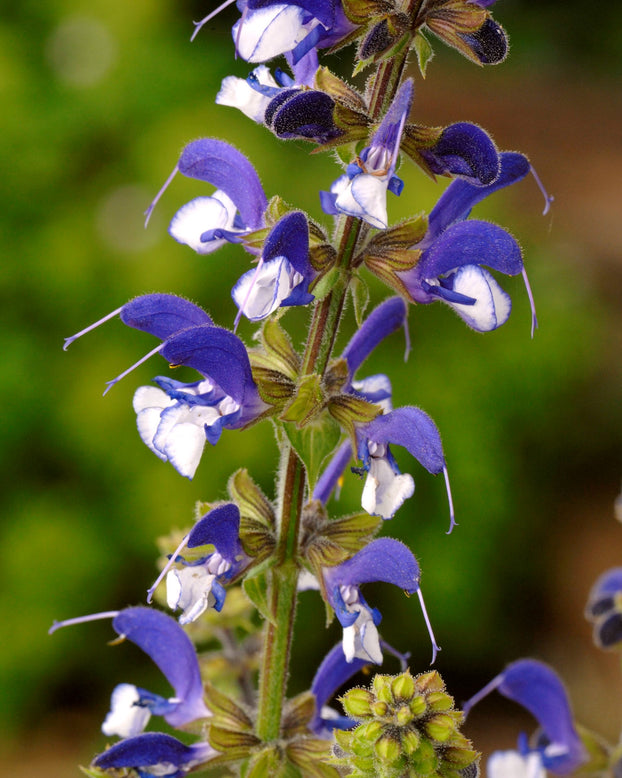 Salvia 'Madeline'