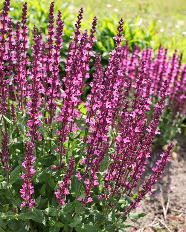Salvia 'Pink Beauty'