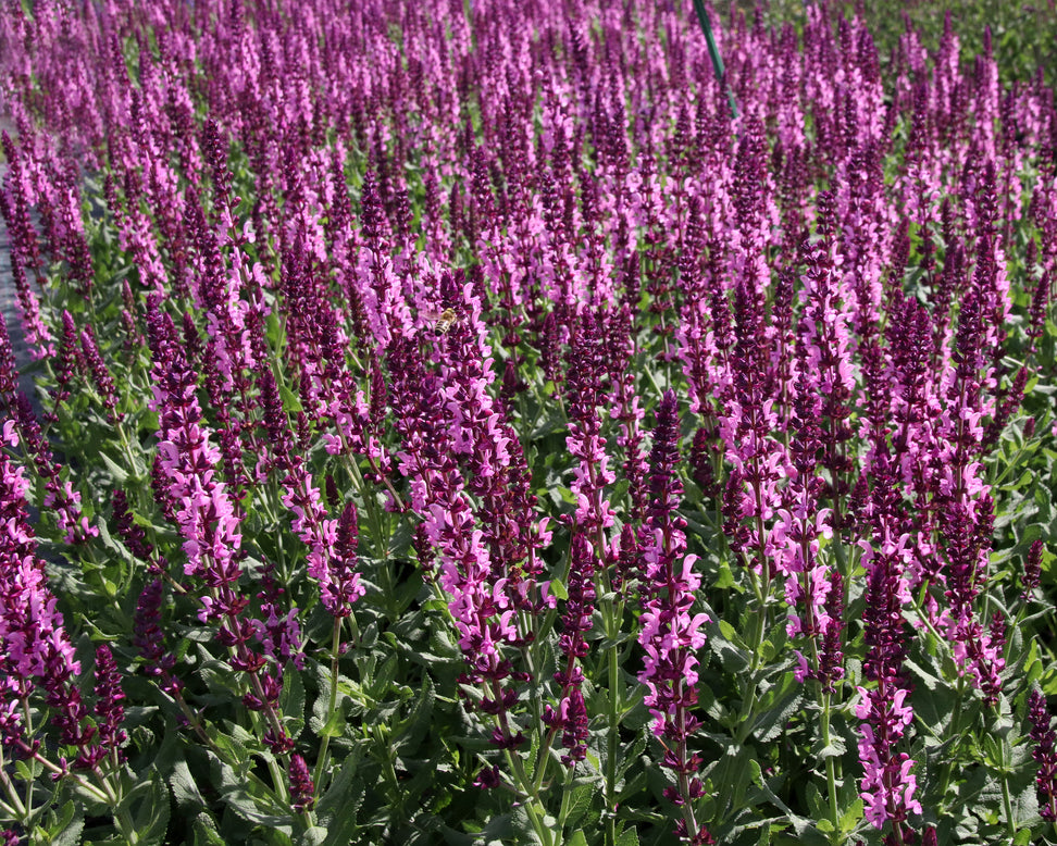 Salvia 'Pink Beauty'