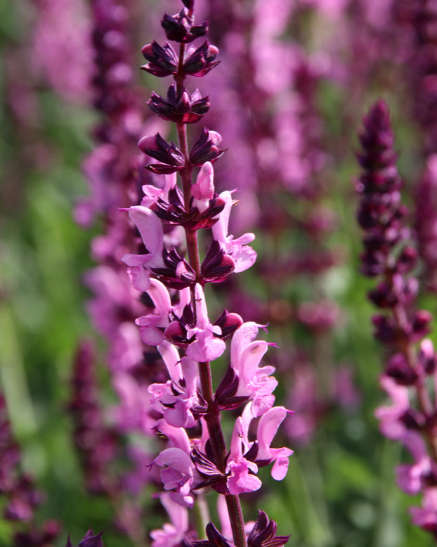 Salvia 'Pink Beauty'