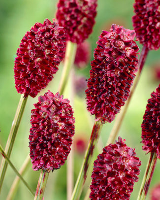Sanguisorba 'Proud Mary'