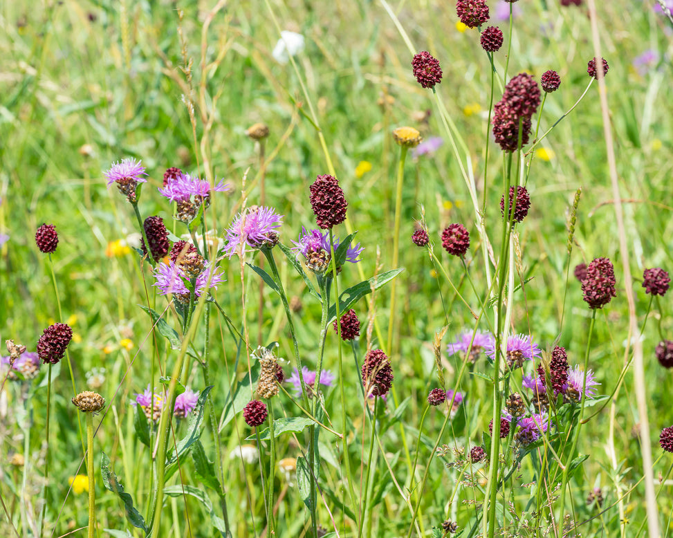 Sanguisorba 'Proud Mary'