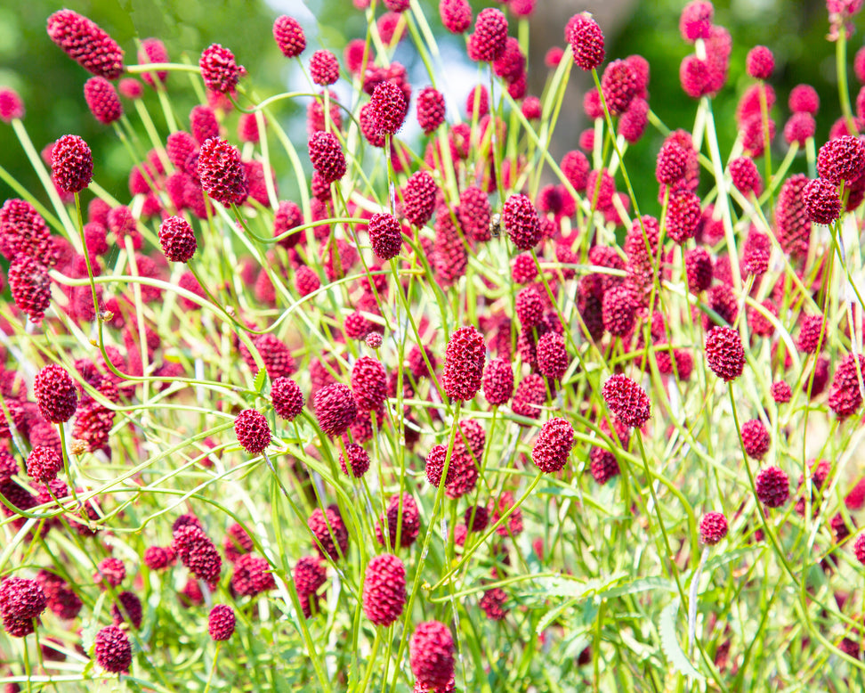 Sanguisorba 'Proud Mary'