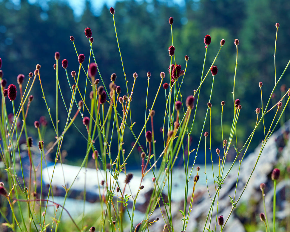 Sanguisorba 'Proud Mary'