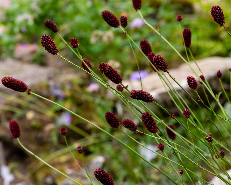Sanguisorba 'Proud Mary'