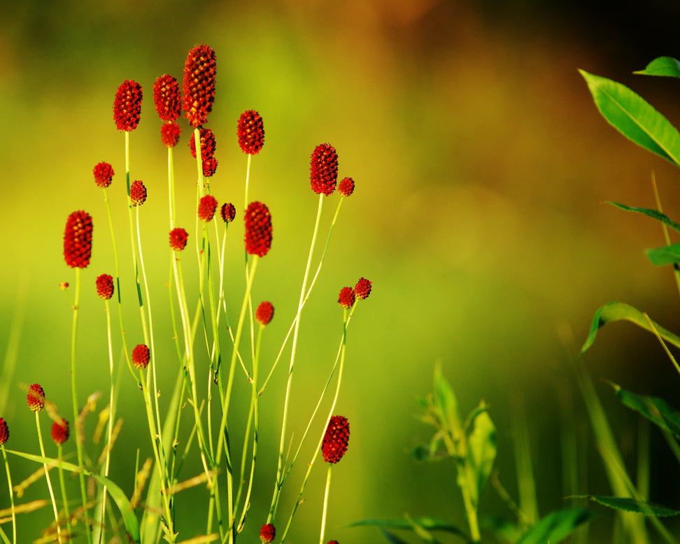 Sanguisorba 'Proud Mary'