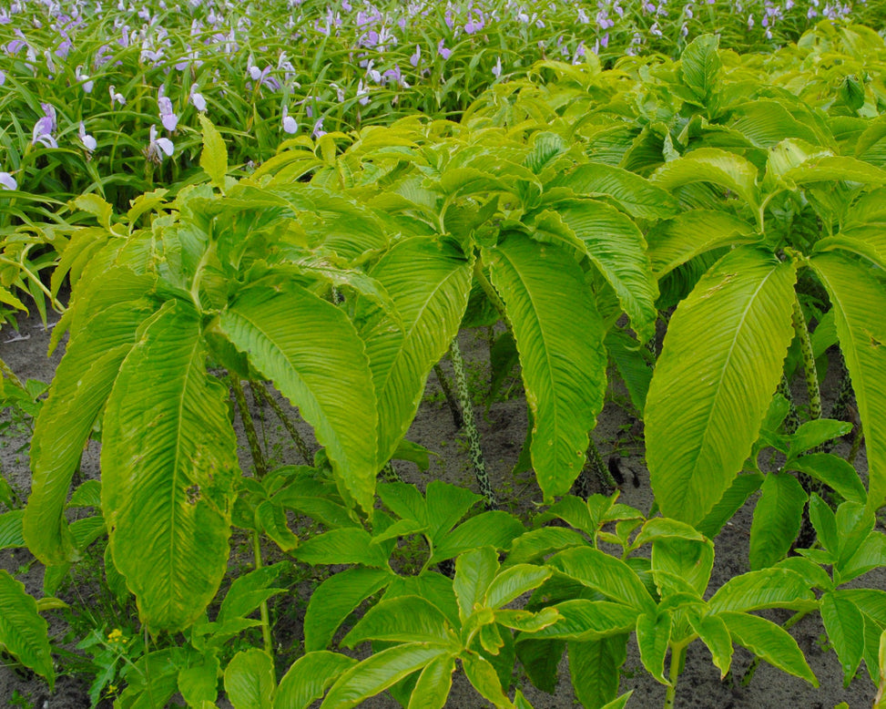 Sauromatum venosum