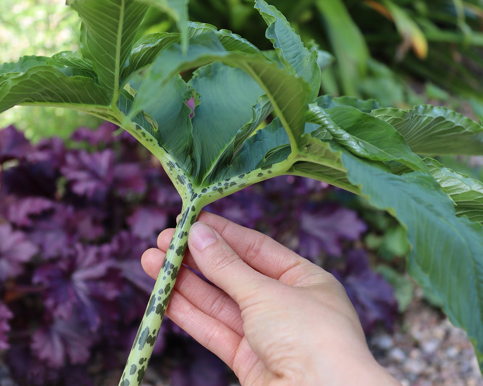 Sauromatum venosum