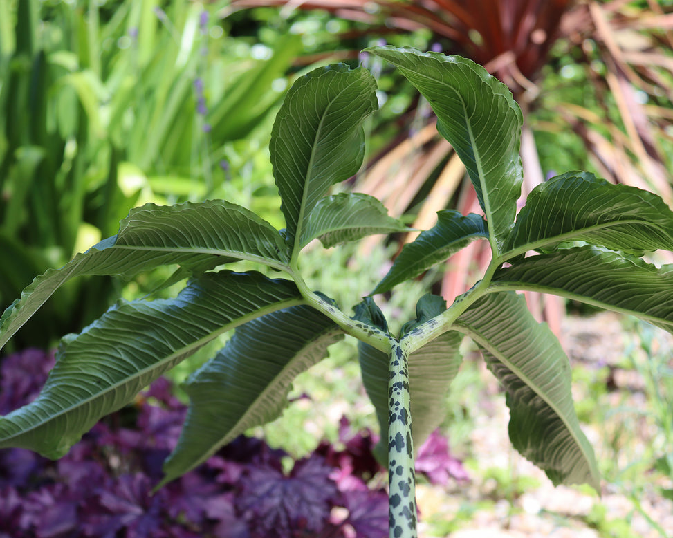 Sauromatum venosum