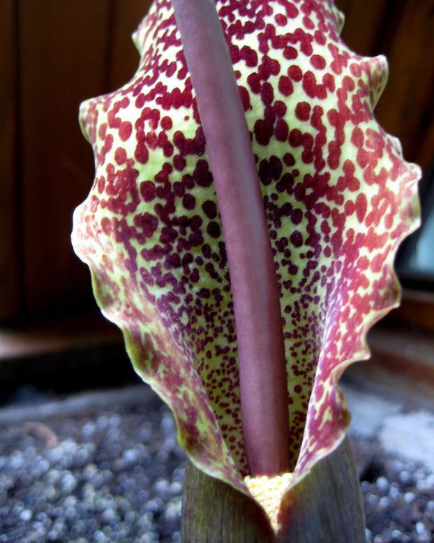 Sauromatum venosum