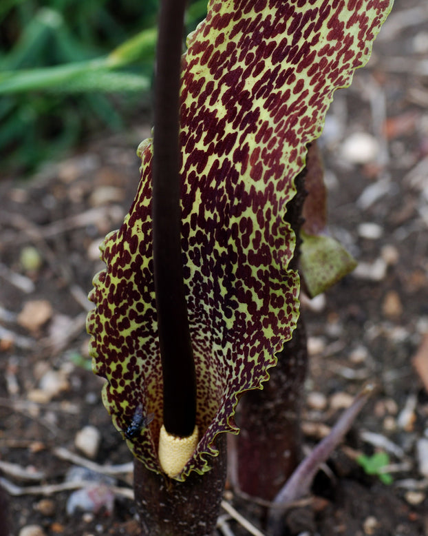 Sauromatum venosum
