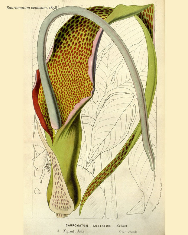 Sauromatum venosum