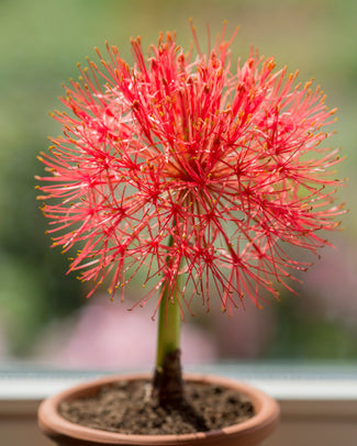 Scadoxus multiflorus