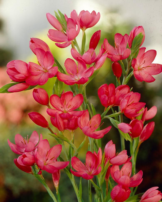 Schizostylis coccinea 'Major'