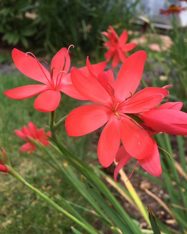 Schizostylis coccinea 'Major'