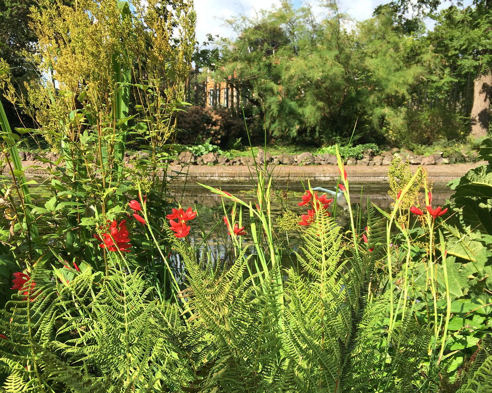 Schizostylis coccinea 'Major'
