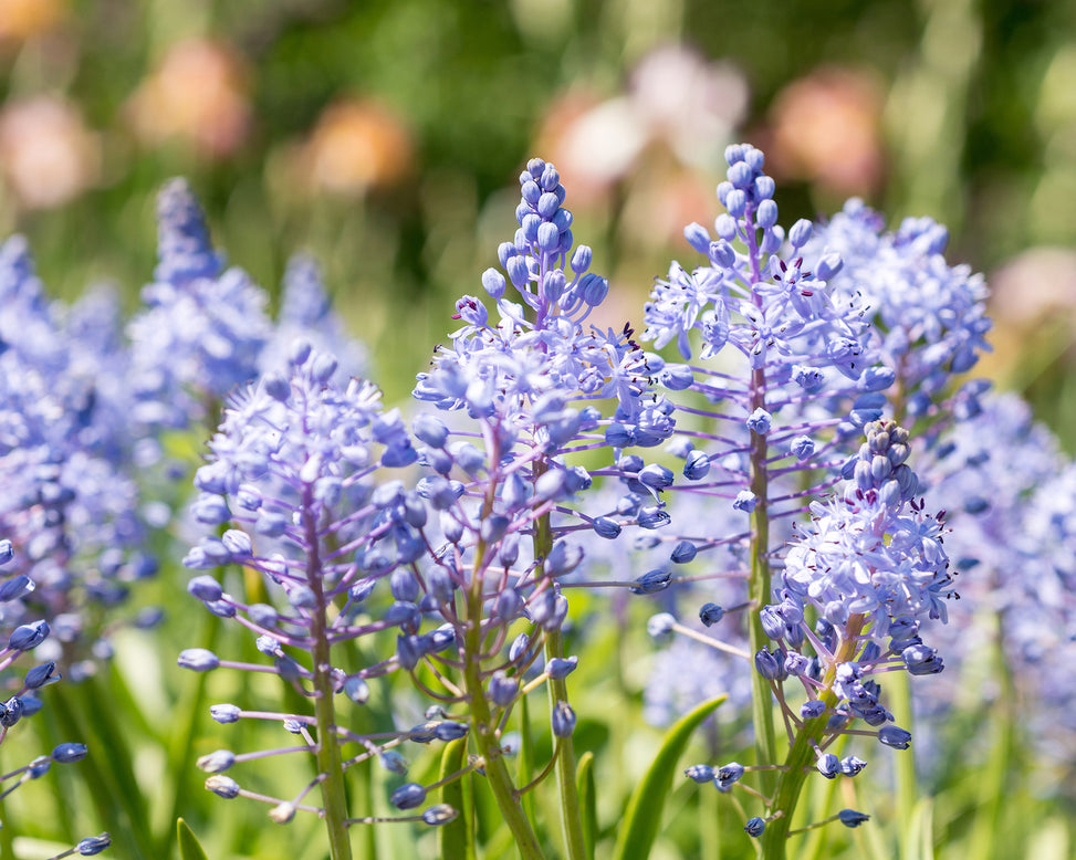 Scilla litardierei