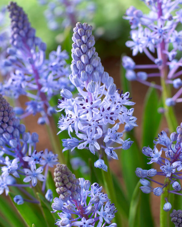Scilla litardierei