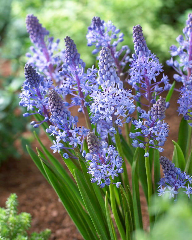 Scilla litardierei