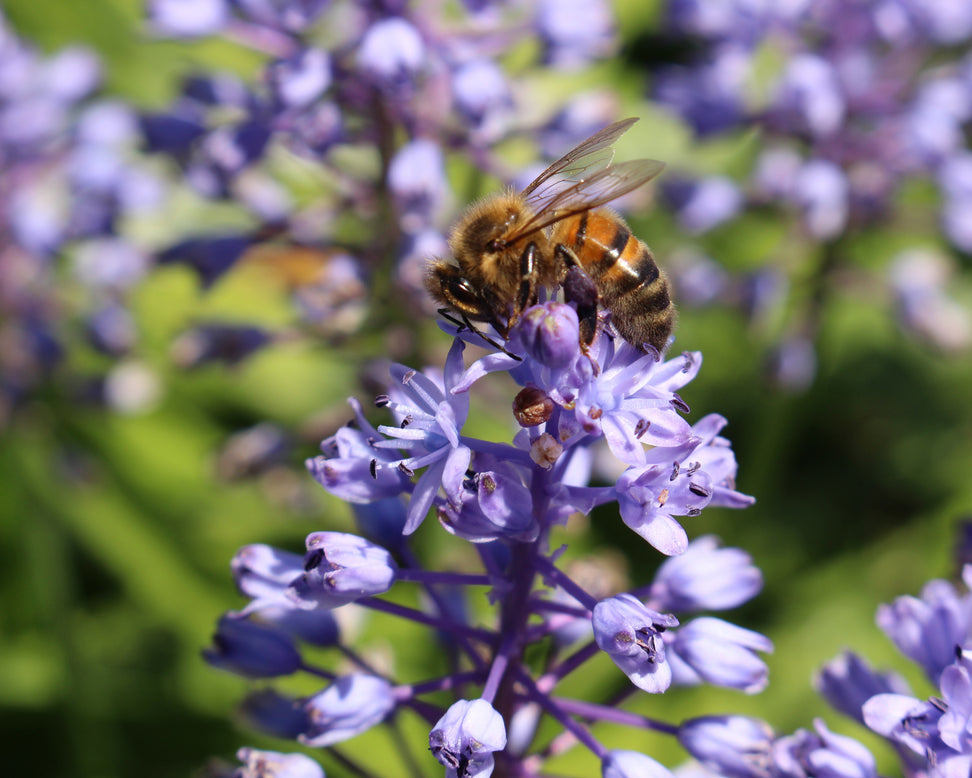 Scilla litardierei