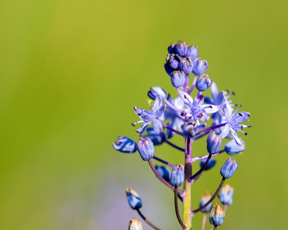 Scilla litardierei