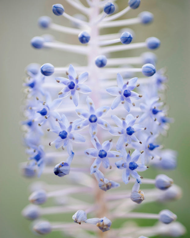 Scilla madeirensis