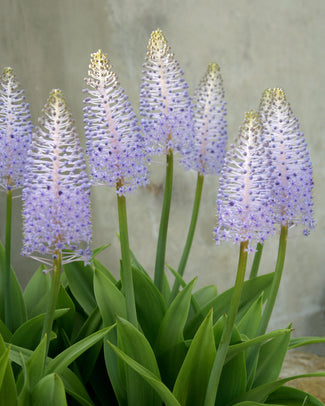 Scilla madeirensis