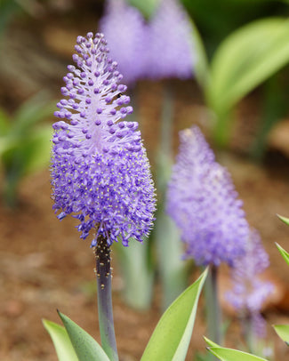 Scilla madeirensis