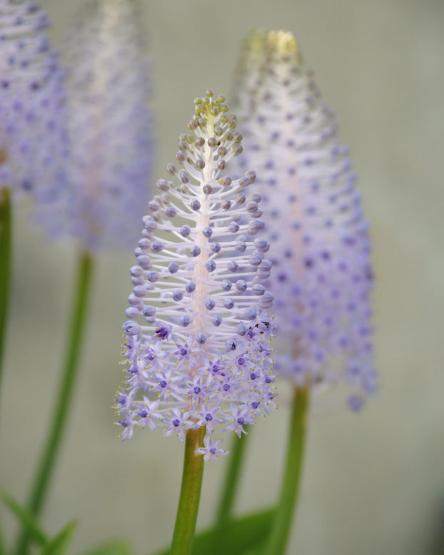 Scilla madeirensis