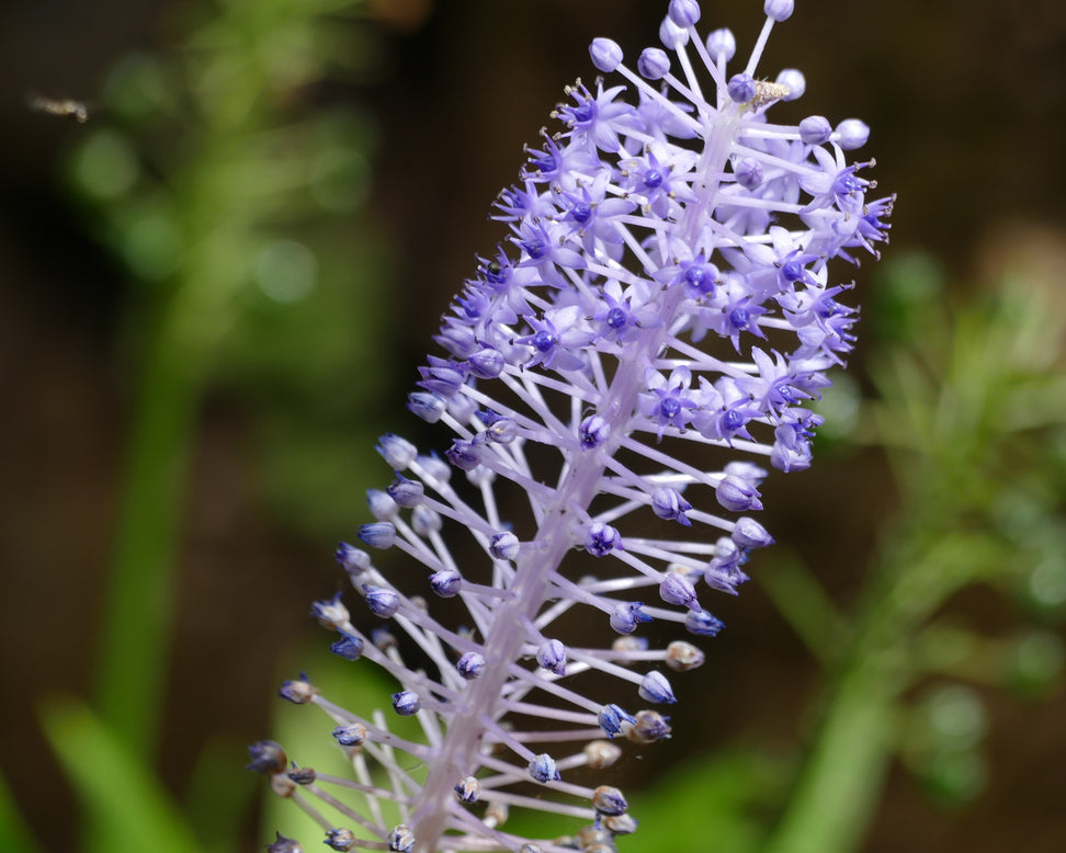 Scilla madeirensis