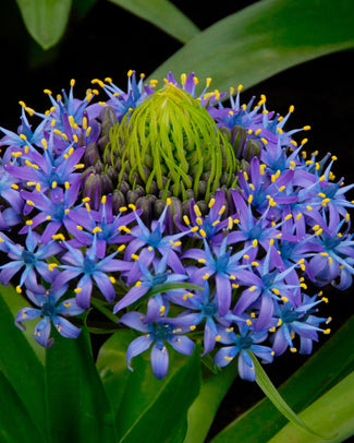 Scilla peruviana