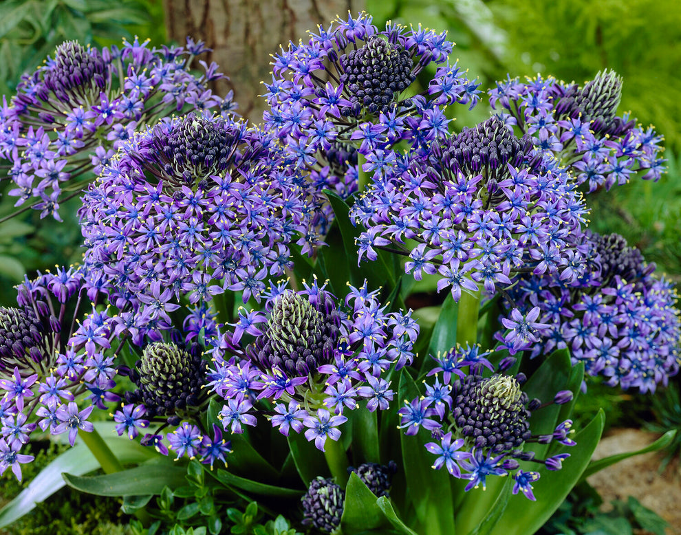 Scilla peruviana