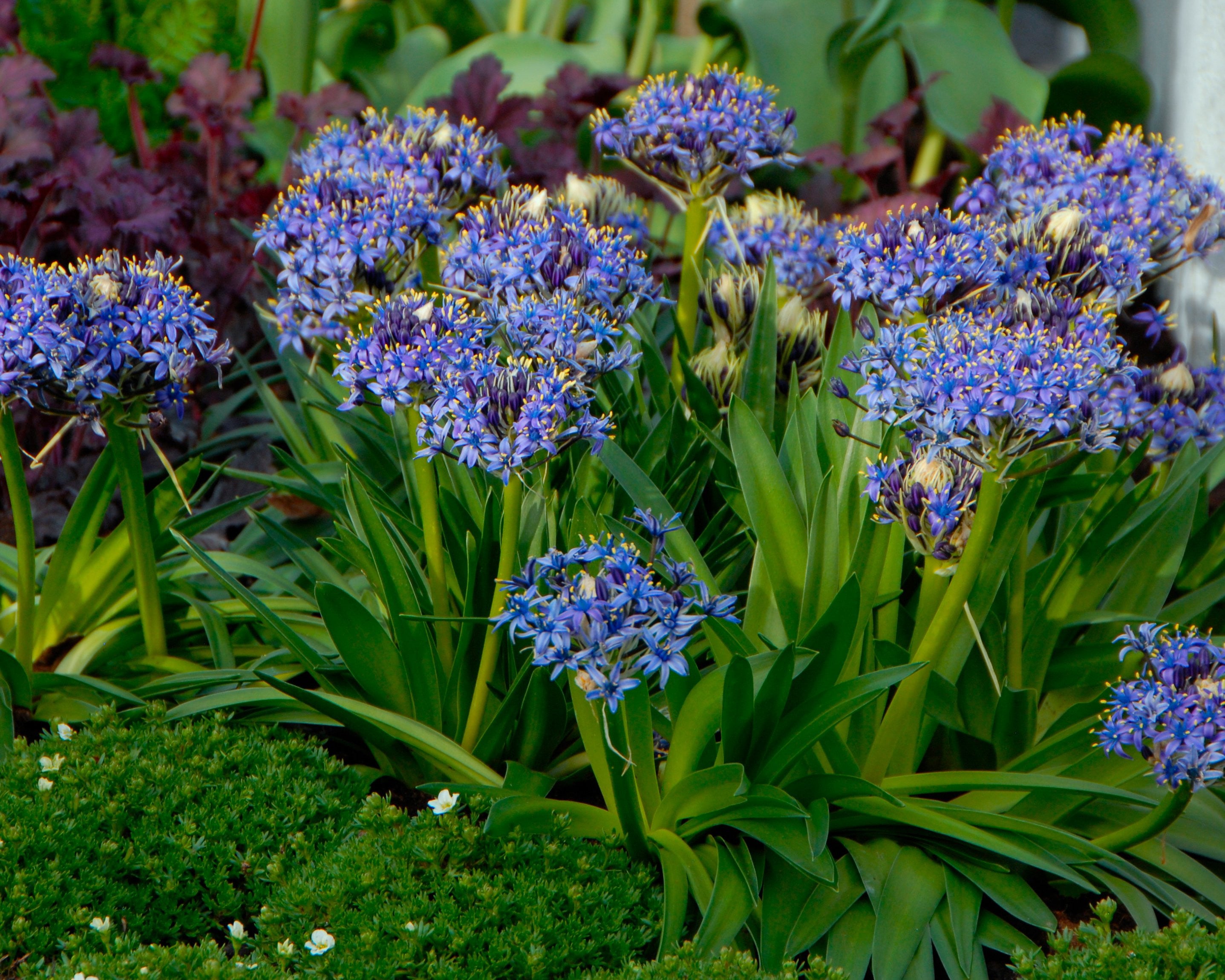 Scilla peruviana bulbs β Buy online at Farmer Gracy