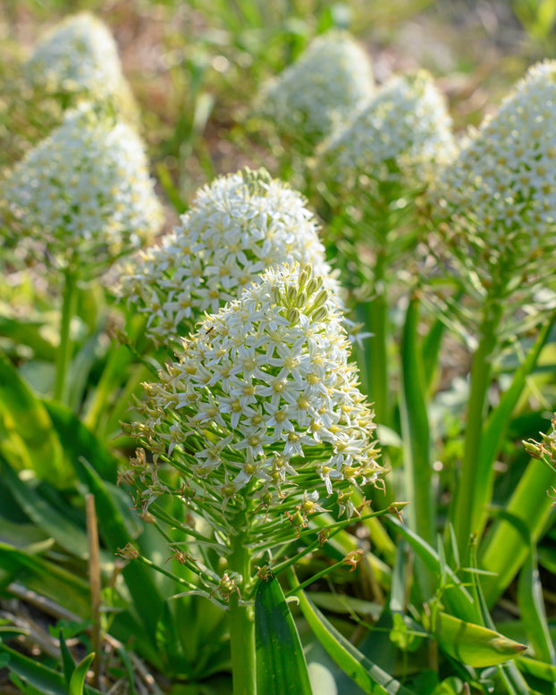 Scilla 'White Moon'