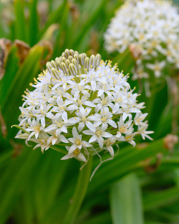 Scilla 'White Moon'