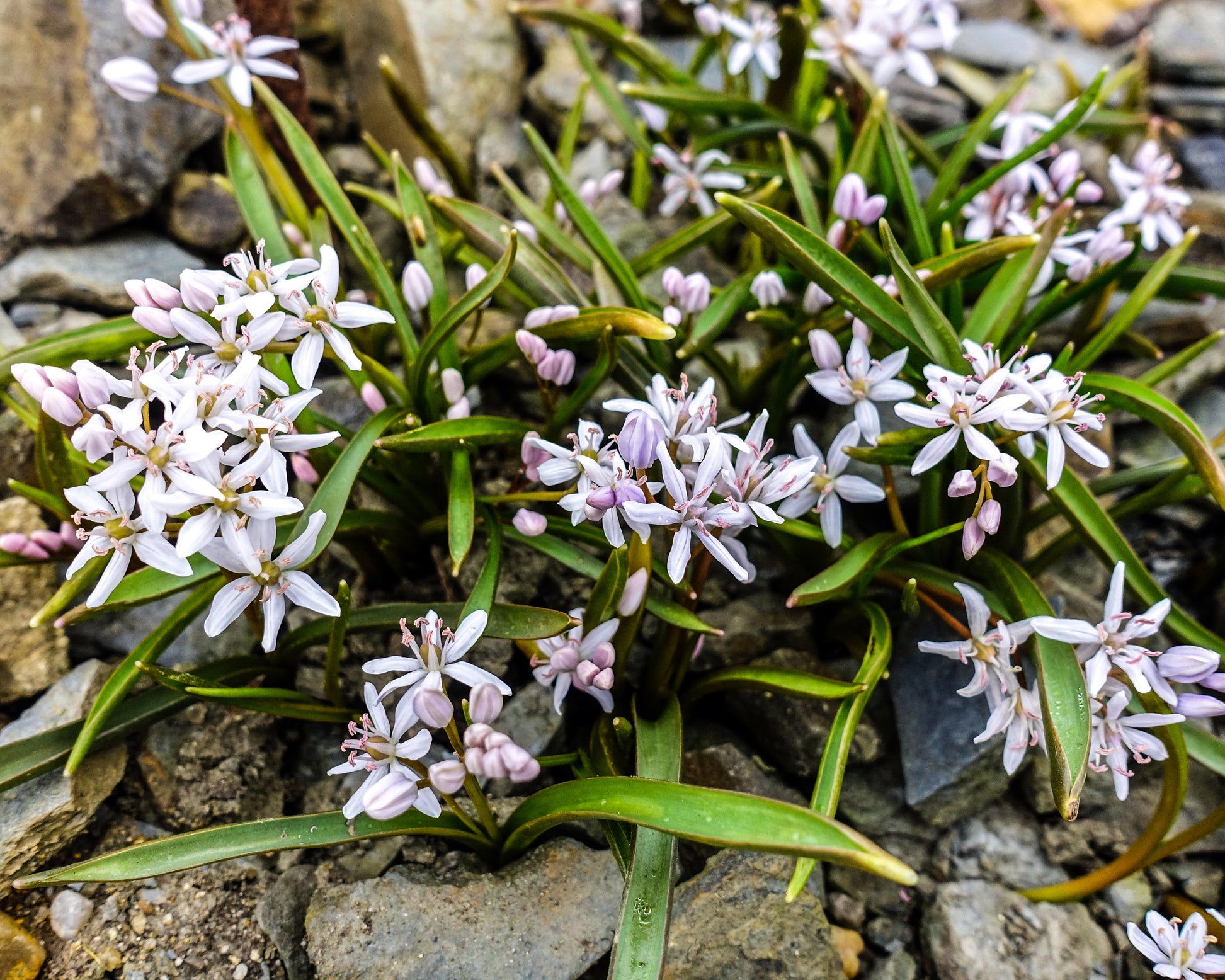 Scilla bifolia 'Rosea' bulbs — Buy pink alpine squill bulbs online at ...