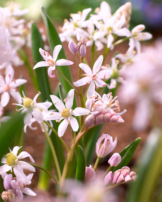 Scilla 'Rosea'