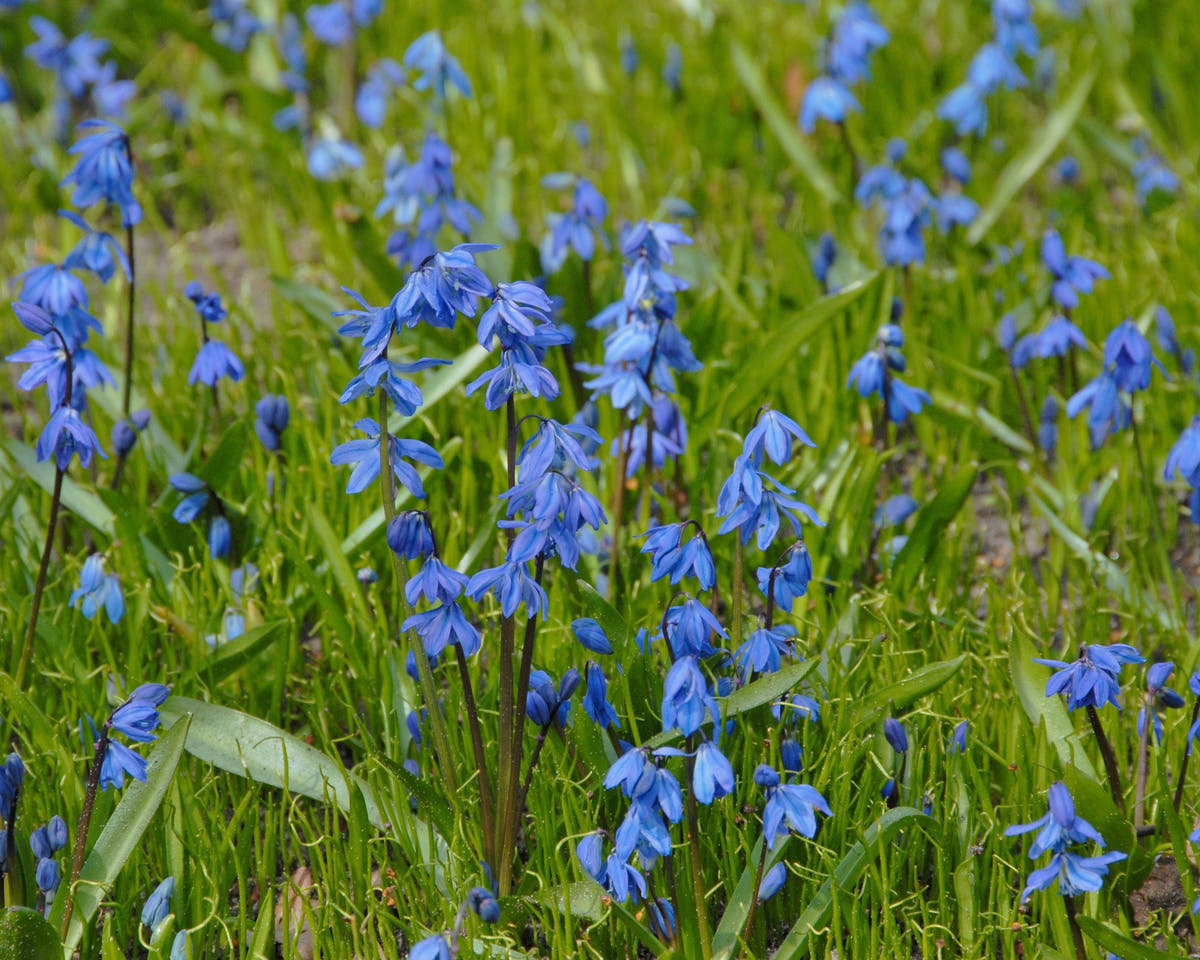 Flower BulbsSiberica (Siberian Squill) Bulbs UK - 2
