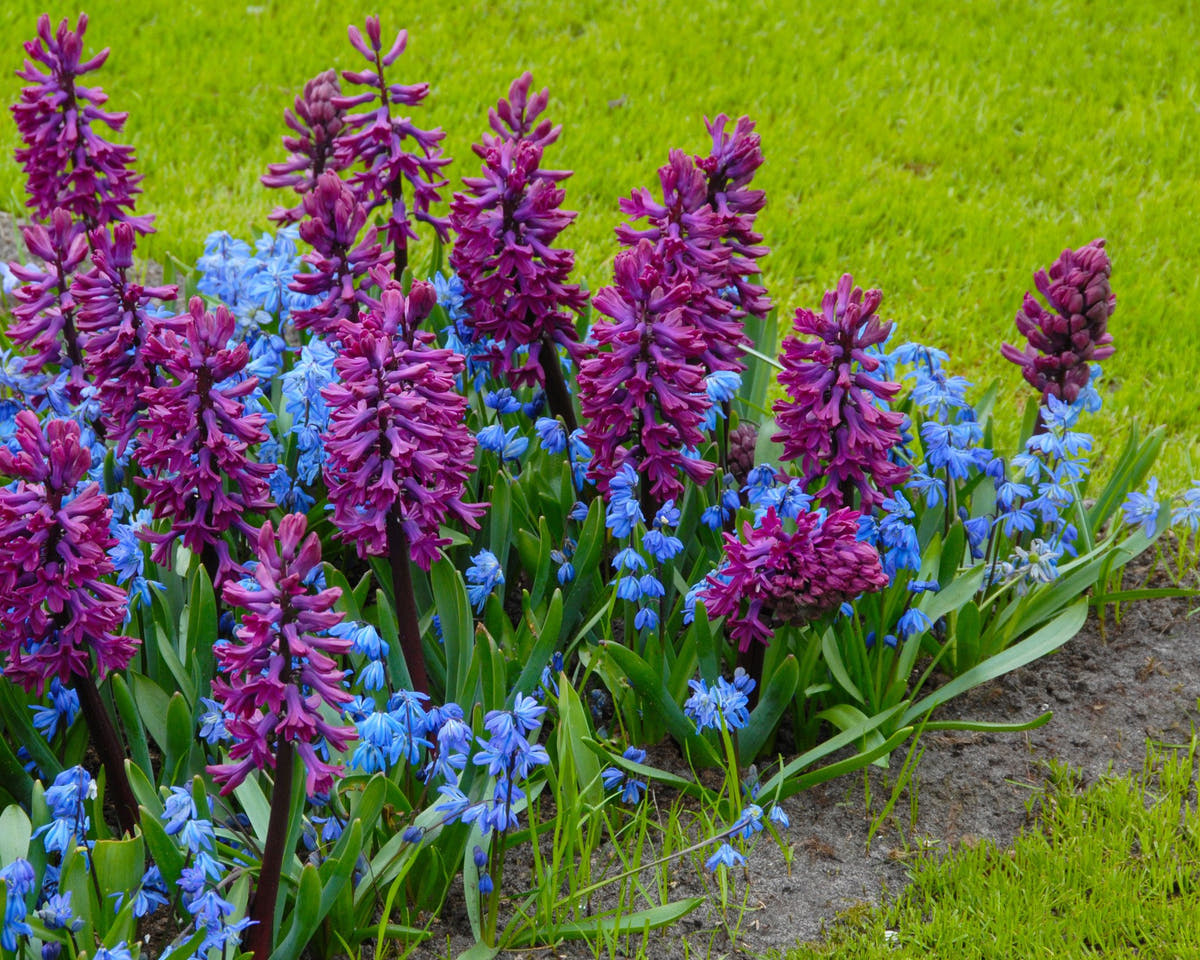 Flower BulbsSiberica (Siberian Squill) Bulbs UK - 3