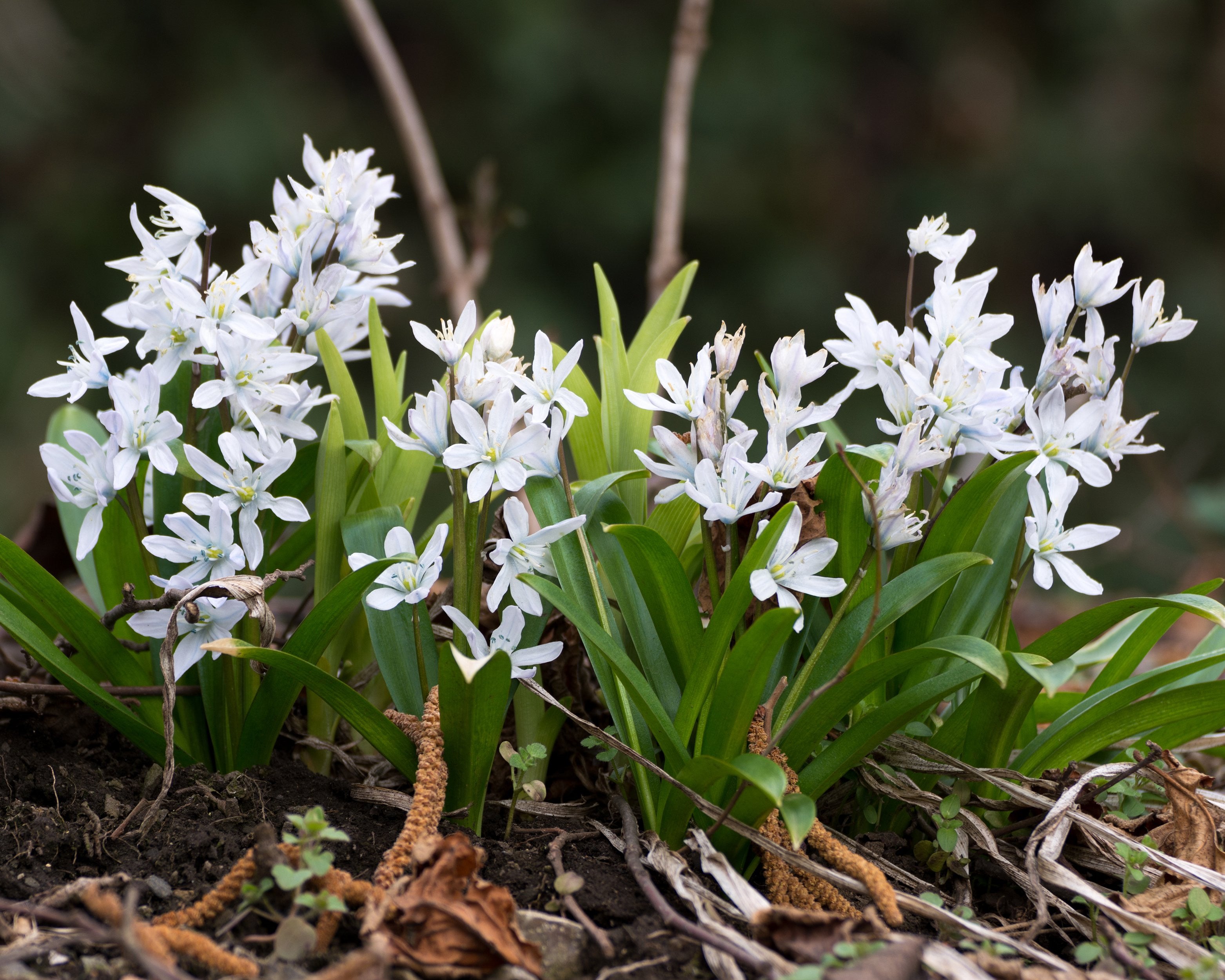 Scilla siberica 'Alba' (White Siberian Squill) bulbs β Buy online at ...