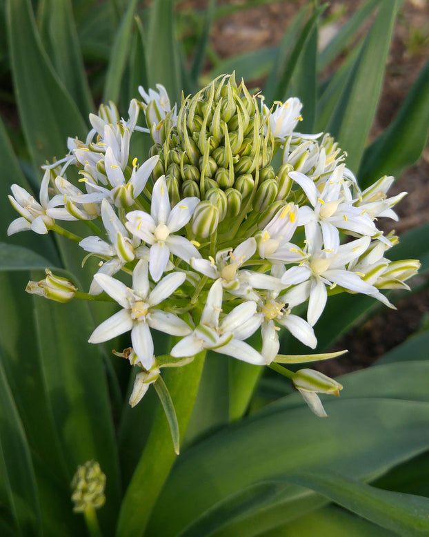 Scilla 'White Moon'