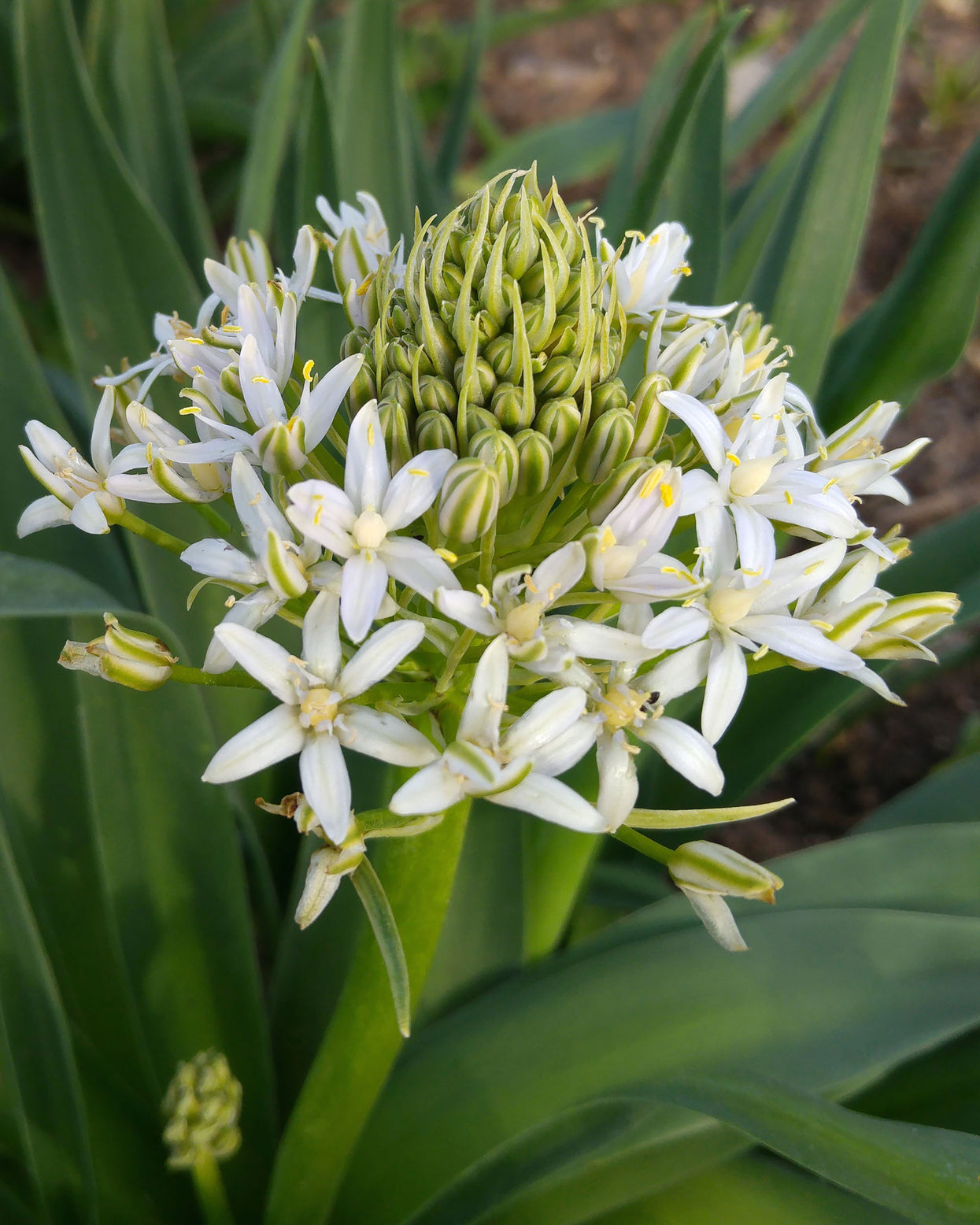 Scilla peruviana 'White Moon' bulbs β Buy online at Farmer Gracy