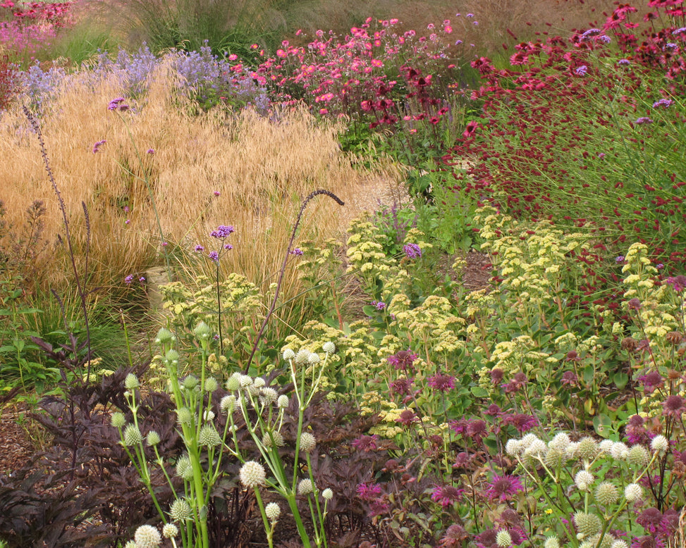 Sedum 'Sunkissed'
