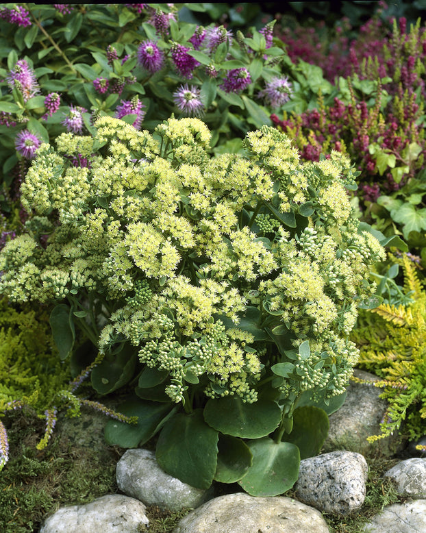 Sedum 'Sunkissed'