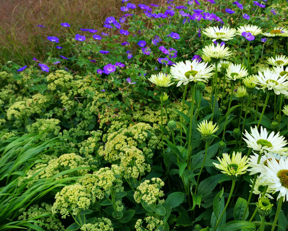 Sedum 'Sunkissed'